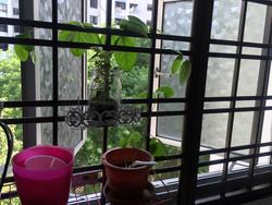 Blk 288D Bukit Batok Street 25 (Bukit Batok), HDB 4 Rooms #149669372